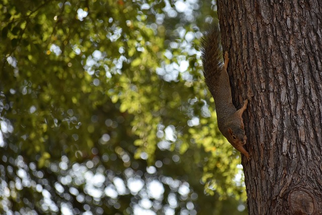 要的作用 要的作用