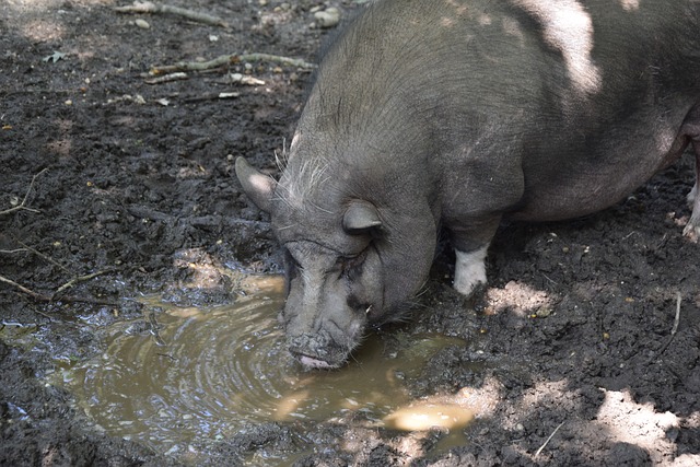 仅仅是球员 仅仅是球员